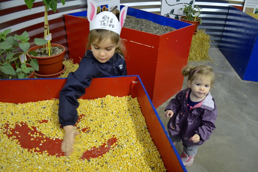Ava and Rory Hosfeld explored the fair’s grain bin display, learning about cereal, oil and pulse seeds. 