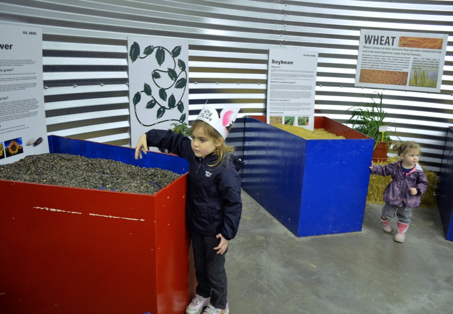 Ava and Rory Hosfeld explored the fair’s grain bin display, learning about cereal, oil and pulse seeds. 