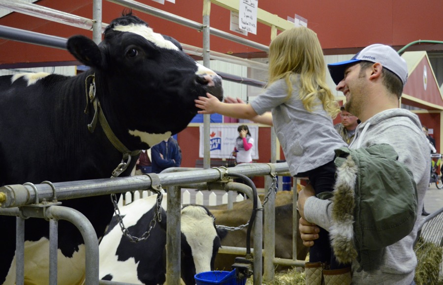 The Manitoba Royal Winter Fair strived to spread some agriculture awareness with its Thru the Farm Gate exhibits. Educational and entertaining demonstrations, interactive stations and a variety of farm animals, including dairy cows, piglets, beef cattle, sheep, goats and alpacas were made available to fair goers. 