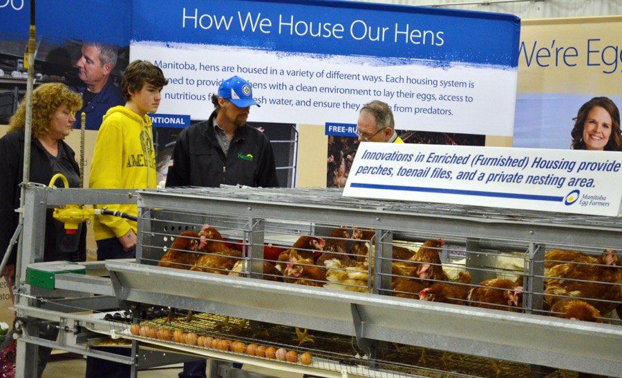 The Manitoba Royal Winter Fair strived to spread some agriculture awareness with its Thru the Farm Gate exhibits. Educational and entertaining demonstrations, interactive stations and a variety of farm animals, including dairy cows, piglets, beef cattle, sheep, goats and alpacas were made available to fair goers. 