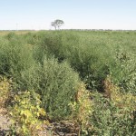kochia weed in a field