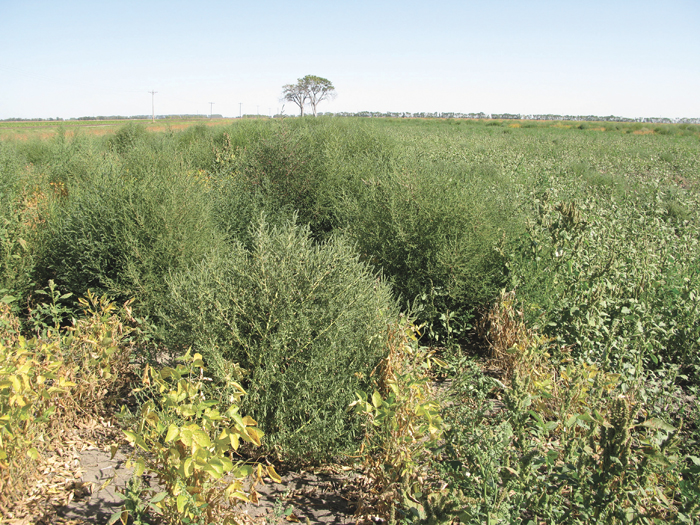 kochia weed in a field
