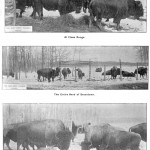 vintage newspaper article