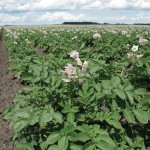 potato crop