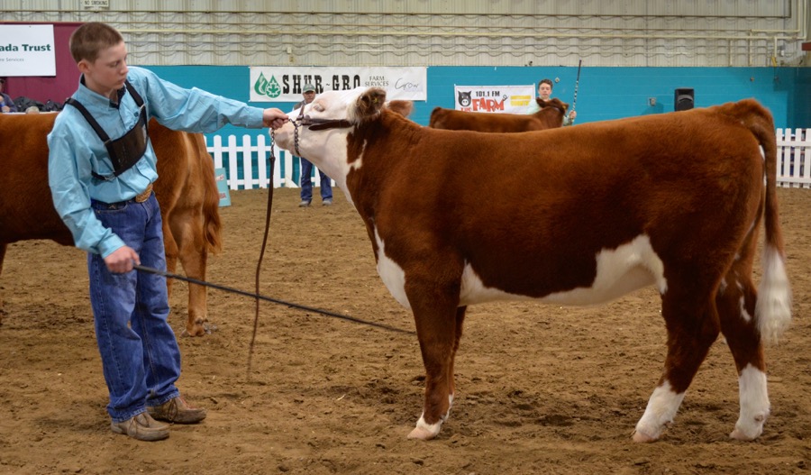 Levi Rimke ensures proper posture as he waits for judging during the cattle showmanship competition. Rimke went on to earn second place in the Donn Mitchell Memorial Showmanship Intermediate class. 