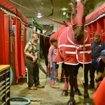 Lone Oak Percherons prepared their heavy horse for the competition ring at Westman Place on Monday. Jim Lane of Lone Oak Percherons went on to win first place in the six horse heavy tandem team to wagon on Wednesday evening.
