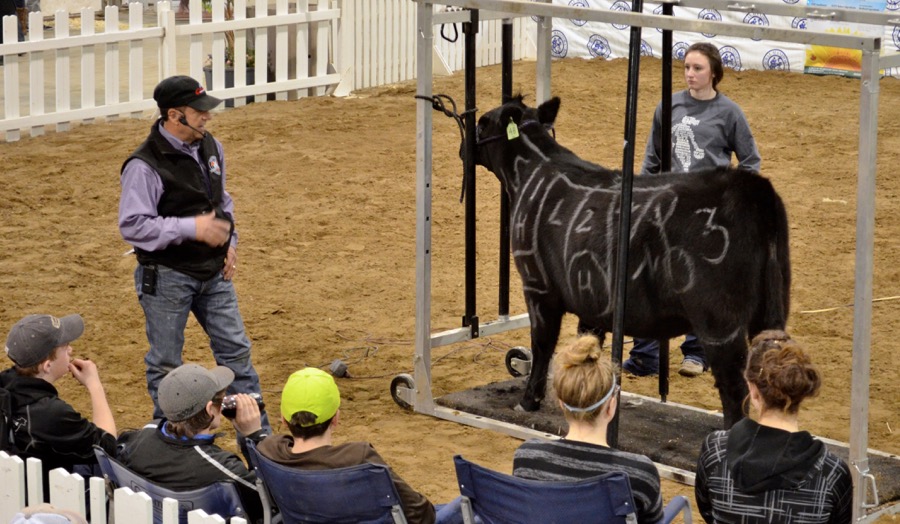 Cattle specialist, Kirk Stierwalt, held a clinic at the Royal Manitoba Winter Fair discussing techniques and tips on clipping, hoof trimming, show day dressing, showmanship and general care. Stierwalt has been running clinics in the cattle showing industry for over 23 years. 