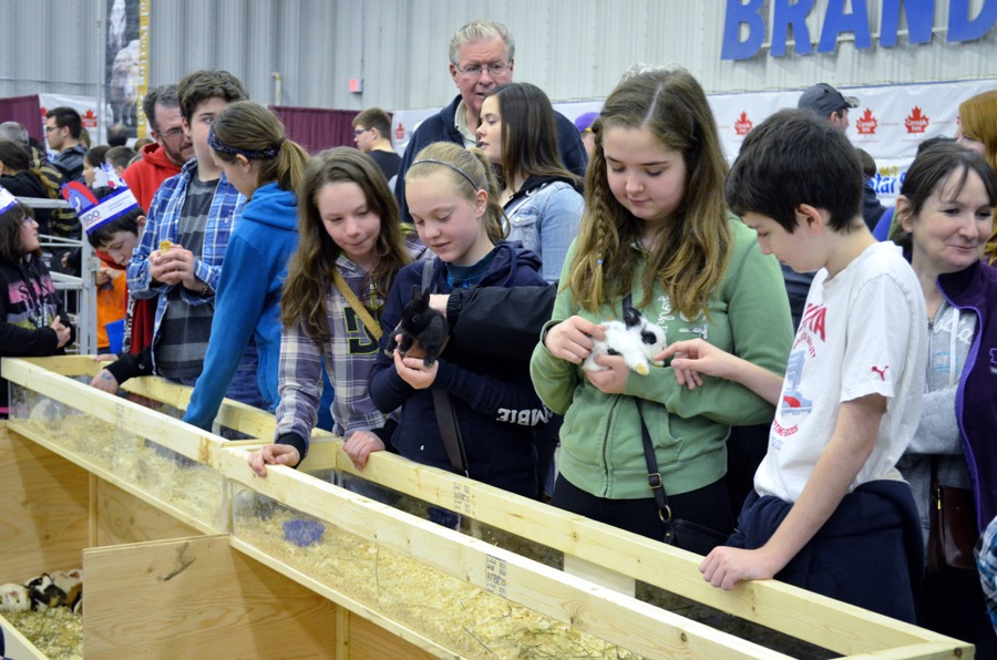 The Manitoba Royal Winter Fair strived to spread some agriculture awareness with its Thru the Farm Gate exhibits. Educational and entertaining demonstrations, interactive stations and a variety of farm animals, including dairy cows, piglets, beef cattle, sheep, goats and alpacas were made available to fair goers. 