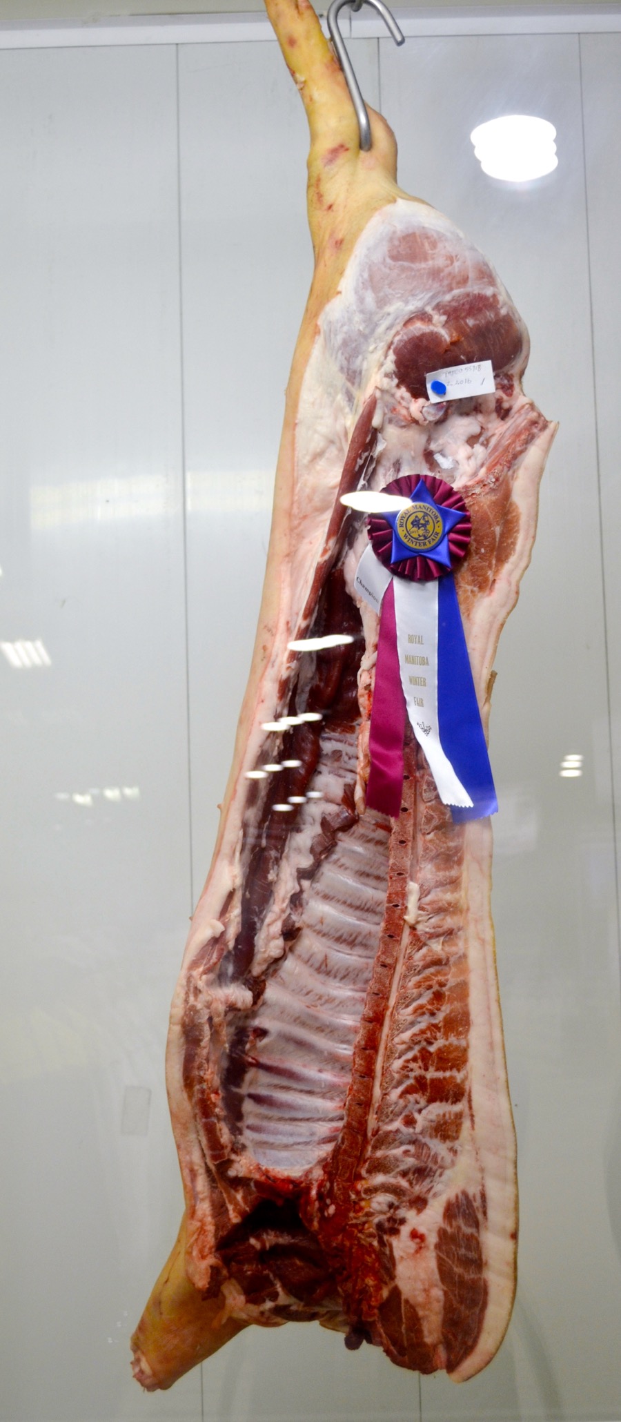 The Royal Fair hosted a pork quality competition to celebrate excellence in pork production. Thirty-two hog carcasses were judged on carcass weight, fat depth, loin depth, visual appearance, texture, marbling and other meat traits and measurements.