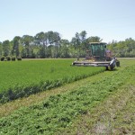 harvesting an alfalfa crop
