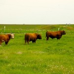 bulls in a pasture pen