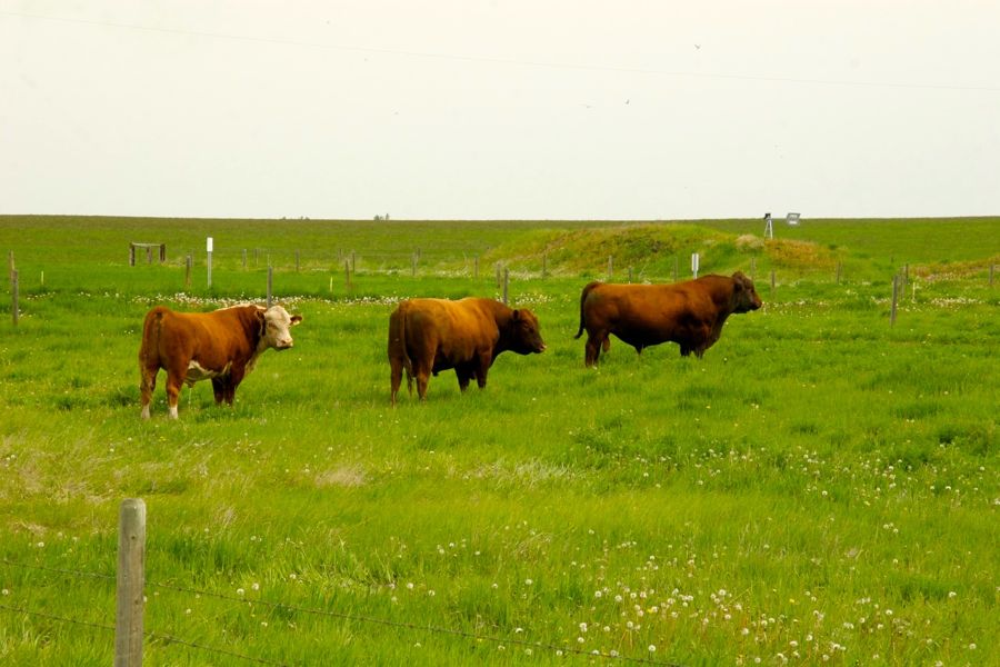 bulls in a pasture pen
