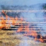 stubble burning in a field