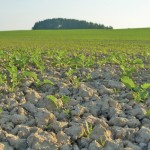 canola seedlings