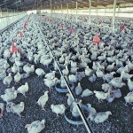 Last year the Canadian Animal Health Institute voluntarily offered to stop labelling about 60 medications as livestock growth promotants.