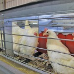 Manitoba poultry farmers are on high alert as avian flu surfaces in adjoining states and Ontario.