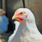 white-feathered chicken