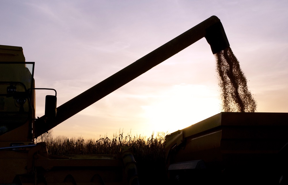 auger moving corn by auger