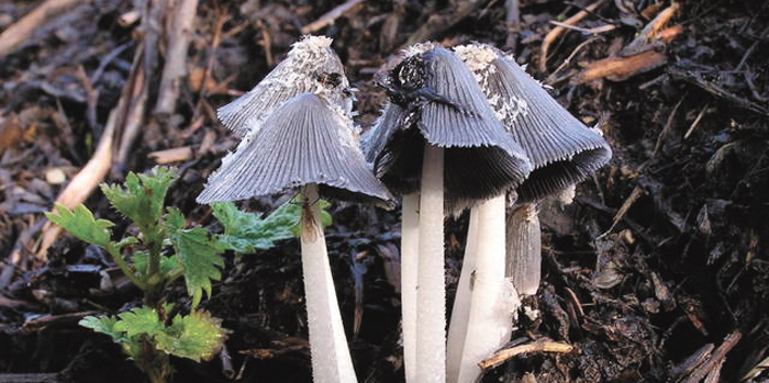 mushrooms