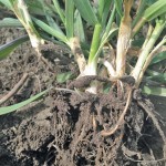 winter wheat roots