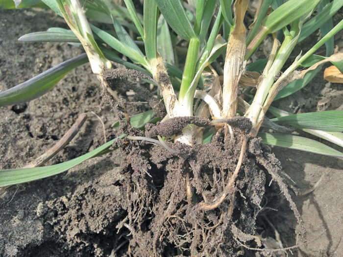 winter wheat roots
