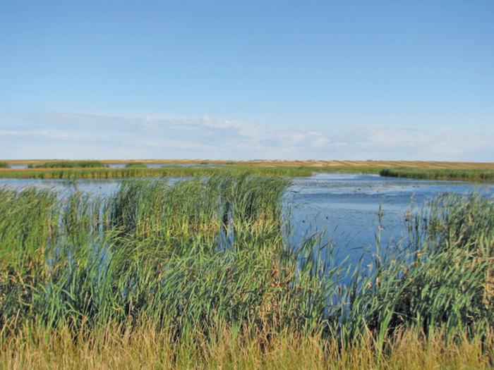wetland marsh