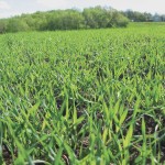field of winter wheat