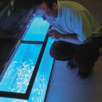 small fish in a fish tank