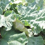 rhubarb plant