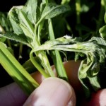 alfalfa leaves damaged by frost