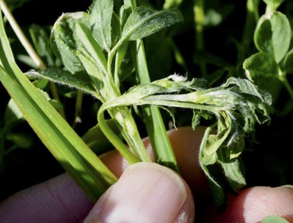 alfalfa leaves damaged by frost