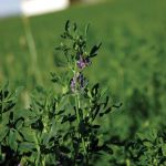 alfalfa plant