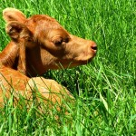 calf laying in the grass