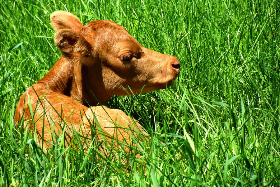 calf laying in the grass