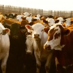 Feedlot operators invested record amounts of money in cattle in 2014.