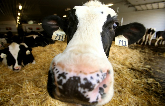 dairy cow