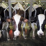 Cows wearing digital collars are milked at a dairy farm in Kibbutz Yad Mordechai, southern Israel, that feeds data to a national database which monitors the output, health, genetics and fertility of every cow in Israel, May 19, 2015.