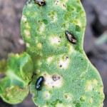 flea beetles