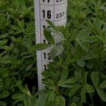 alfalfa growing in Manitoba