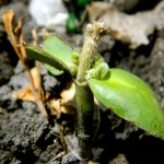 A frost-damaged soybean seedling.