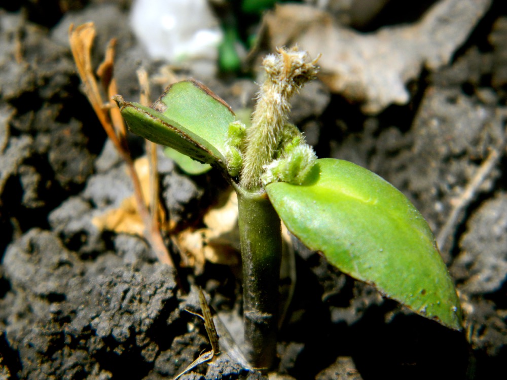 frost damage on a soybean seedling
