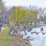 geese near an urban pond