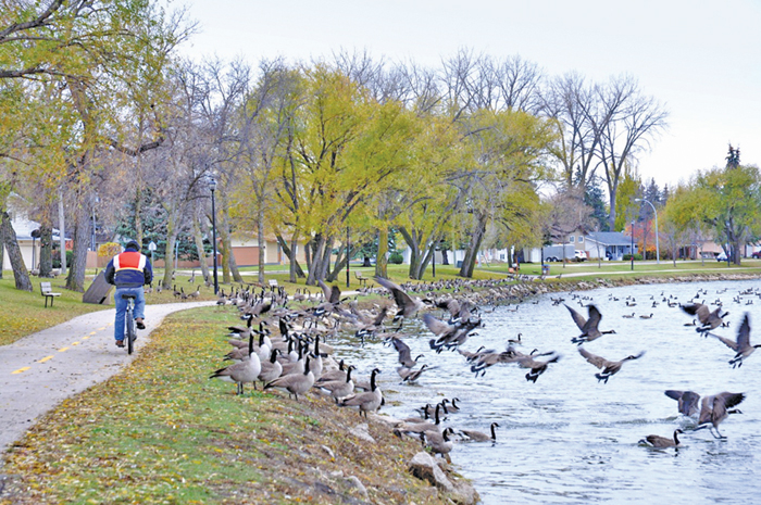 geese near an urban pond