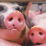 two hogs