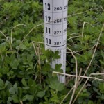measuring forage crop height with a ruler