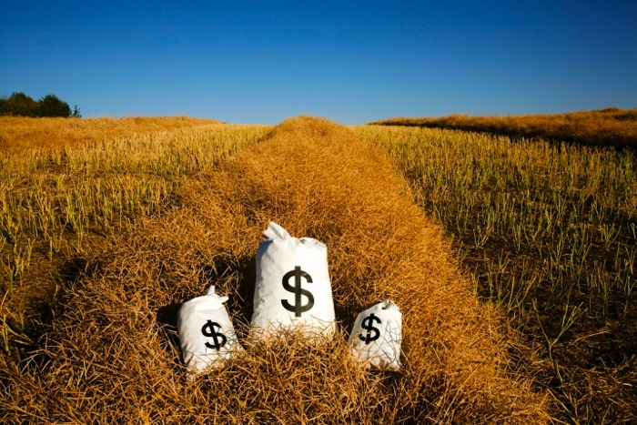 Bags Of Money On A Farm Field