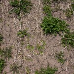 Pre-seed weeds.