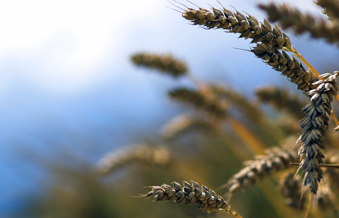 wheat heads