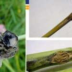 Blackleg infections girdle canola stalks preventing the plant from taking up moisture and nutrients. Sometimes the disease will appear in strips of what appears to be prematurely ripening canola, which occurs sometimes with sclerotinia, another fungal disease that attacks canola.
