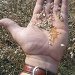 Camelina matures in 92 to 100 days. Before growing this crop, farmers need to line up a buyer and secure seed. Camelina is not currently covered by crop insurance in Manitoba.